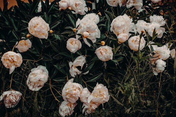 Comment installer un gazon synthétique dans votre jardin