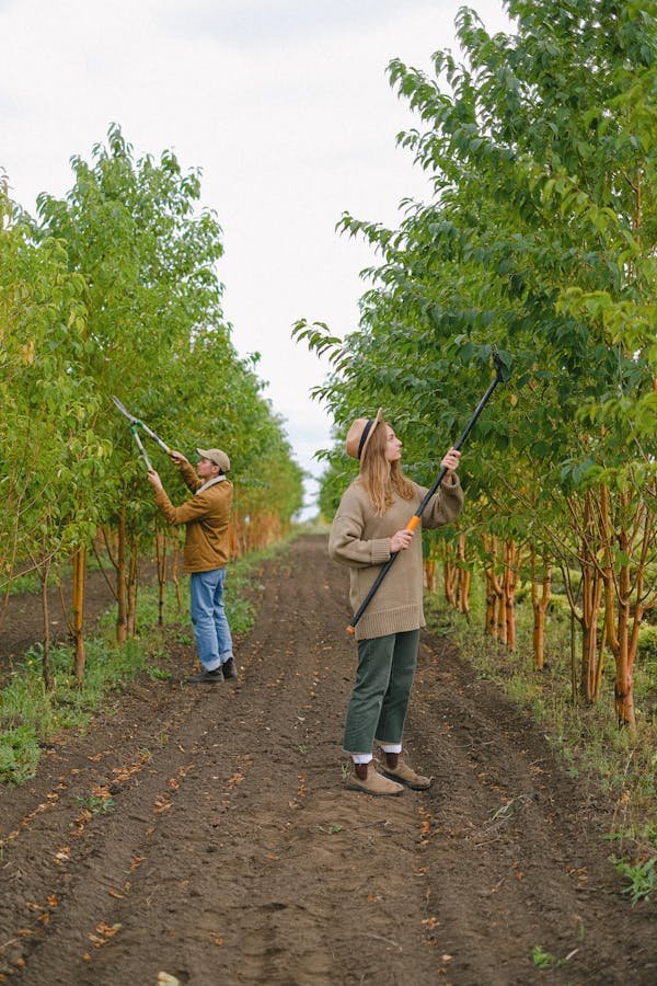 Taille arbre fruitier : conseils essentiels pour février